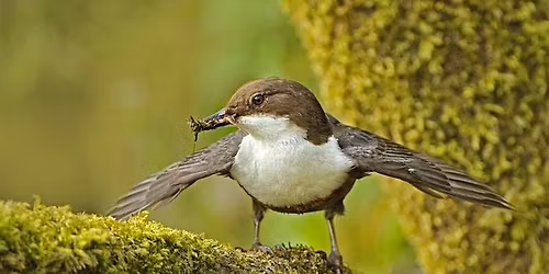 Dams to Darnley walk