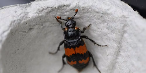 Identifying Carrion Beetles