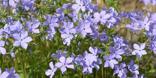 Take Home Pollinator Garden