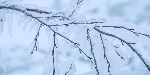 Learn from the Experts: Winter Tree Identification