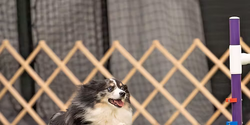 SVKC Harrisonburg New Year's Agility Trial