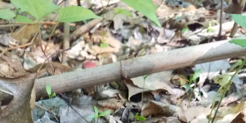 Edible Plant Walk\/ Guided Hike in Bates Woods Park