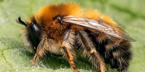 Operation Humlep\u00e4lsbi inviger Pollineringsveckan p\u00e5 \u00d6sterlen