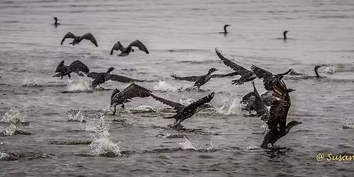 Dora Canal (Sunset with the Birds) Boat Photography Trip