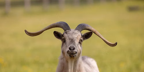 Goat with the Flow: A Unique Mindfulness Experience