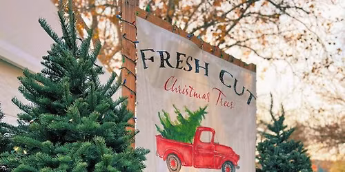 Fresh Cut Christmas Trees