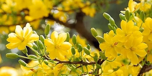 S\u1eb5n s\u00e0ng \u0111\u00f3n T\u1ebft \u0110inh M\u00f9i 2027