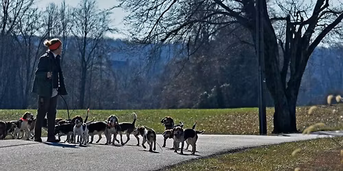 Hills Bridge Beagles at Billingsley\/Meloy Farm