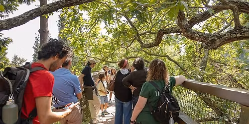 VISITA GUIADA AO TREETOP WALK