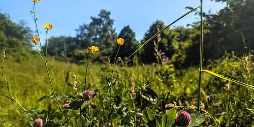 Widflower workshop with Discover the Wild