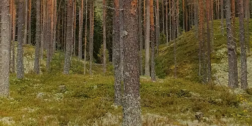 Urfremf\u00f8ring! Tirill Mohn: Mi\u0161ko Aidai \u2013 Toner fra skogen for to bratsjer og harpe