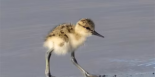 Wetland Exploration Day \/ D\u00eda de Exploraci\u00f3n de Humedales