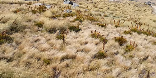 Talk: Evening meeting AGM and Druce Lecture: Mast seeding in Aciphylla, an atypical masting genus