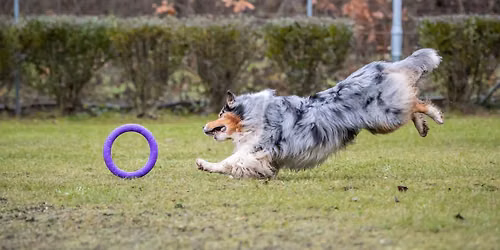 O Olomouck\u00fd tvar\u016f\u017eek - kvalifika\u010dn\u00ed z\u00e1vod v dog pulleru
