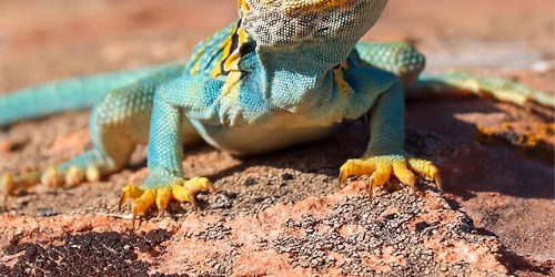 Kevin Cook- Cute for Being so Ugly, and When Three Lizards Get Together