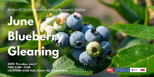 June Blueberry Gleaning