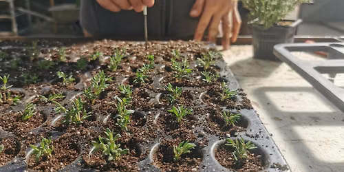 Atelier : Parlons plantes vertes... entretien, bouturage et rempotage