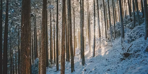 Winter- und Weihnachtsgeschichten im Wald
