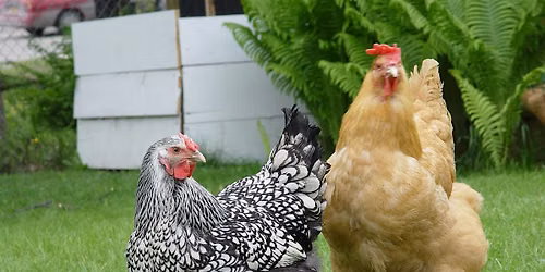 Backyard Chickens