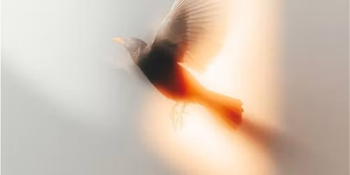 Intensieve Transformatiedag