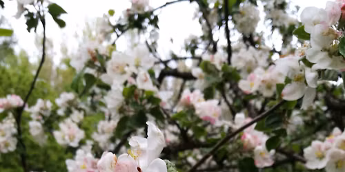 VAISMED\u017dI\u0172 GEN\u0116JIMO SEMINARAS 