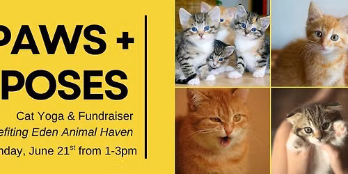 Paws + Poses: Cat Yoga + Fundraiser Benefiting Eden Animal Haven