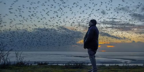 MVEFF: SHORT FILMS ABOUT BIRDS