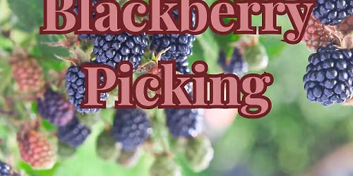 Blackberry Picking and Dessert Picnic