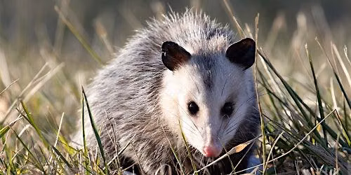 Wild Florida Nature Walk: Learning About Our Small Mammals