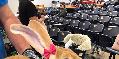 North Florida RCBA Bunny Bowl