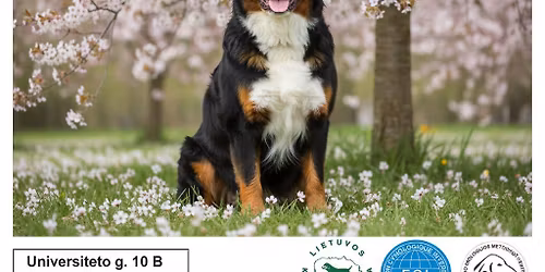 Vis\u0173 veisli\u0173 \u0161un\u0173 parodos (CAC)-2026-04-11\/12-KKMC pavasaris