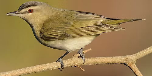 Elk Rapids Village Bird Walk on GLOBAL BIG DAY