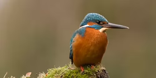Vogelhutfotografie