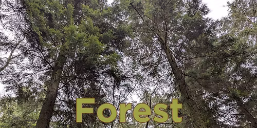 Forest Bathing introductory session