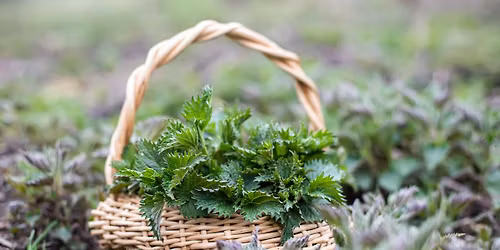 Wild Medicine & Crafting: A Bealtaine Workshop