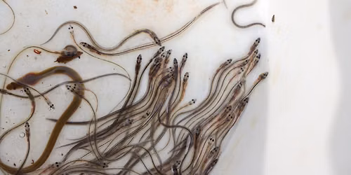 After Hours Lecture Series: Slime and Punishment: The Life, Times and Crimes of the American Eel