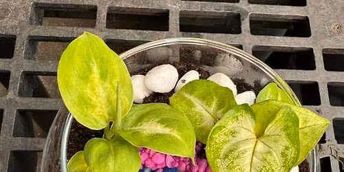 Terrarium Garden Workshop