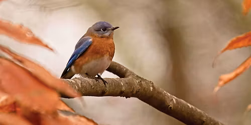 Birds & Mental Wellness: A Reset For Fall