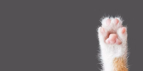 Toe Beans Bingo 2026