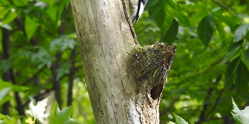 Bird Walk at Barnes Preserve with Brenda Meese