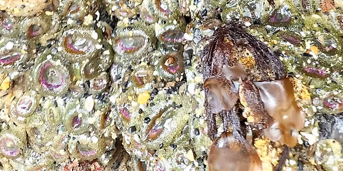 Tidepool Discovery Days (July 16th)*