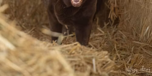 Smarty Paws Rat Pack's February 5- 7, 2027 Barn Hunt Trial