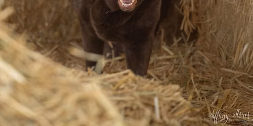 Smarty Paws Rat Pack's February 5- 7, 2027 Barn Hunt Trial