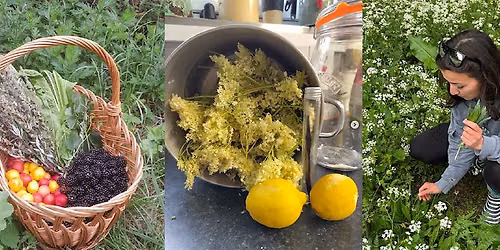 Herbal Dream aids - exploring Moon herbs for dreaming
