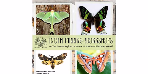 Sunset Moth, Atlas Moth, Death's Head Hawkmoth, Luna Moth Pinning Workshop
