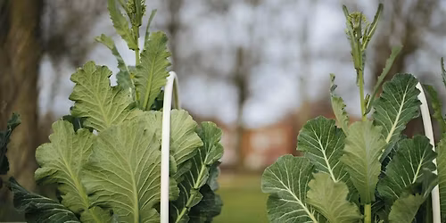 Growing Community: Community in Action