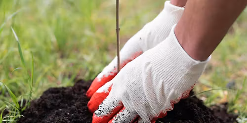 Master Gardeners: Selecting, Planting and Caring for Trees