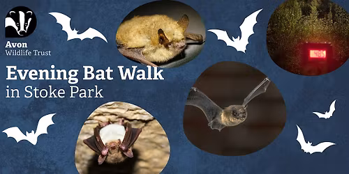 Youth Event: Evening Bat Walk in Stoke Park