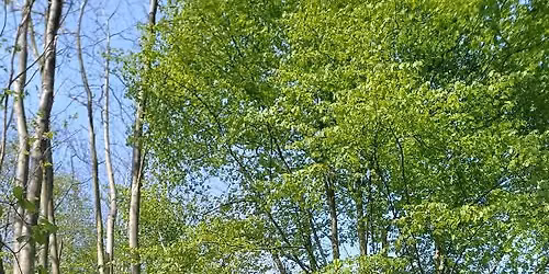 Community walk in Oaken Wood