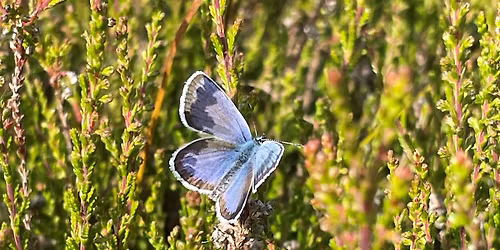 Fj\u00e4rilsvandring